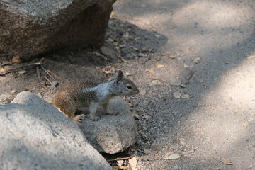 Squirrel next to the rock. Image beautiful animal.