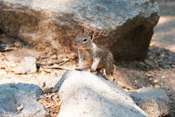 Squirrel next to the rock. Image beautiful animal.