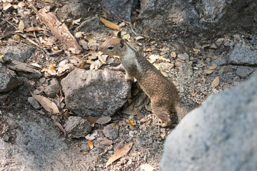 Squirrel next to the rock. Image beautiful animal.