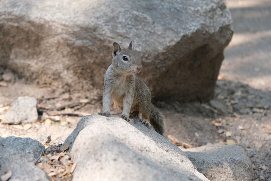 Squirrel next to the rock. Image beautiful animal.