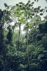 Fototapeta premium Cloud forest jungle landscape