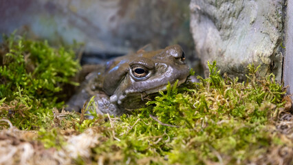 a sleeping Colorado River toad. It is found in northern Mexico and the southwestern United States. has a smooth, leathery skin and is olive green or mottled brown in color.