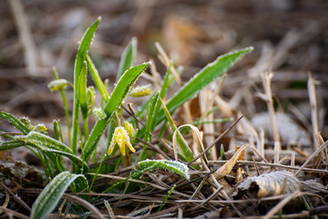spring gagea flowers
