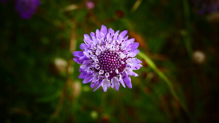 Obraz premium Flower