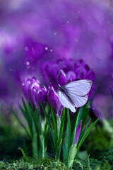 biały motyl na fioletowych krokusach o poranku w ogrodzie i pyłek kwiatowy, magiczny ogród, Crocus sieberi