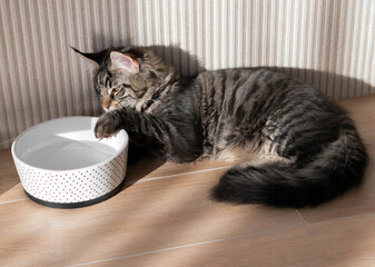 Maine coon dips its paw in water bowl trying to drink it