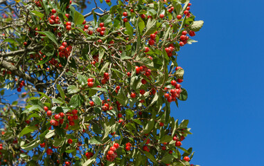 Close-up of red clusters berry of Lavalle Hawthorn Tree (Crataegus x lavallei Carrierei) Thorn or May-Tree in city park Krasnodar. Public landscape Galitsky park in sunny autumn 2021. Selective focus.