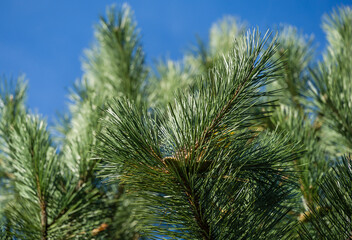 Macro of beautiful long green needles Austrian pine (Pinus ‘Nigra’) or black pine. Original texture of natural greenery.