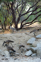 Geese, goose, on the beach, with dry branch.