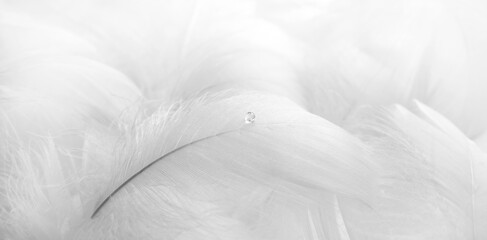 White fluffy bird feathers and a drop of water. Beautiful fog. The texture of delicate feathers. soft focus