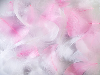 Pink and white fluffy bird feathers. Beautiful fog. A message to an angel. The texture of delicate feathers. soft focus