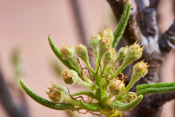 Sprout of a pear tree grown on the balcony of a house in the approach of spring