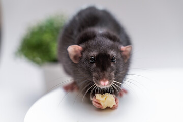 Domestic black dumbo rat sits and eats food on a spruce background. The concept of pets.