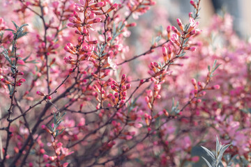 Prunus tenella blossoms close up. Nature floral background. Pink dwarf Russian almond flowers in spring. Seasonal wallpaper. Blossom tree branch