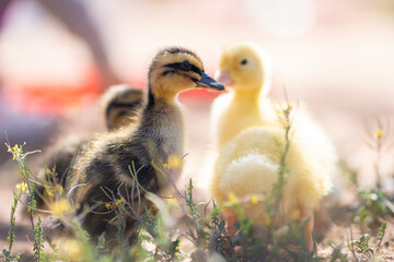 duck and ducklings
