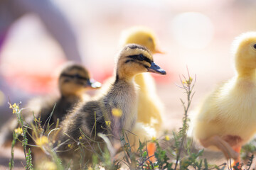 ducklings in the grass