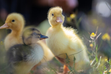 ducklings in the grass
