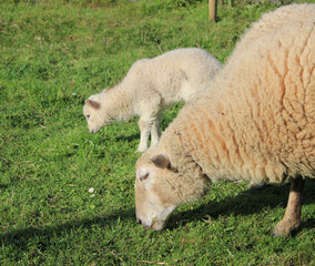 Obraz premium The field is full of lambs
