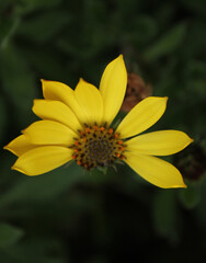 Yellow flower without some petals 