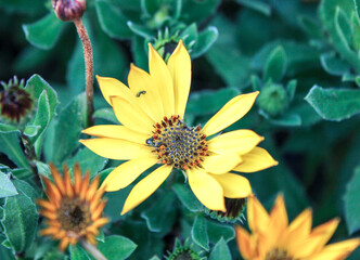 Yellow flower without some of its petals 