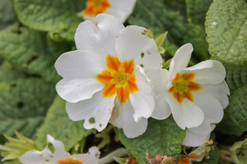 Those white flowers are among my favourites