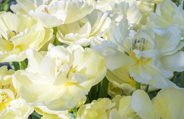 Background of white open tulips with green leaves.