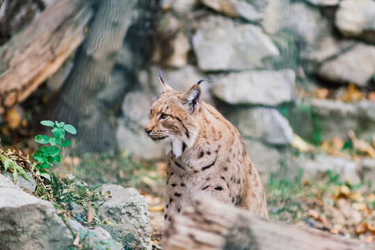 The Eurasian lynx portrait. Cat photo insite the greenery.