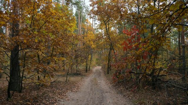 Autumn Season in Beautiful Forest Wood Background. Walk Hike. Overcast Day. 2x Slow motion 60fps 4K