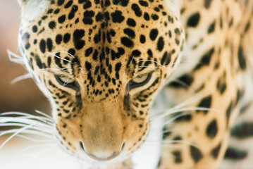 Naklejka na ściany i meble Chinese leopard or North China leopard in a zoo
