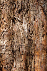 textured bark on a dawn redwood tree  or metasequoia glyptostroboides