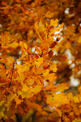 autumn leaves
