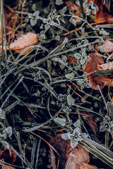 autumn leaves on the ground