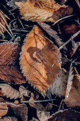 autumn leaves on the ground