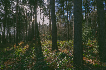 Autumn in the forest