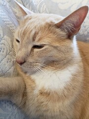 Cream Tabby Cat Sleeping on a Blue and White Blanket