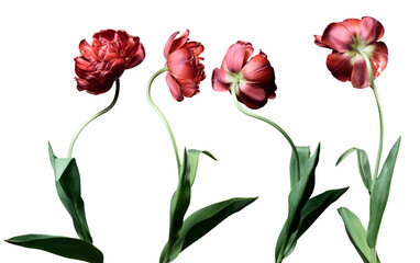 red tulips on a white background, isolated, four flowers.