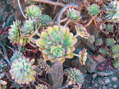 Green and Pink Succulents growing in red rocks, double bloom.