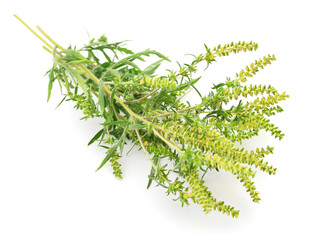 Flowers and leaves of ambrosia.