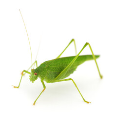 Locust isolated on white.