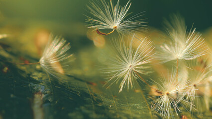 Selective focus on Dandelion seeds for nature background