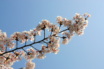 満開の桜