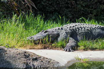 alligator in the swamp