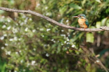 kingfisher in the forest