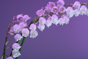 white primroses on a purple background, close-up, studio shot.