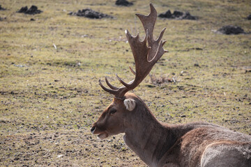 A fallow deer with large horns lies in a field