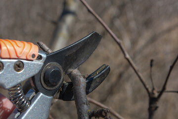 Spring pruning of branches on fruit trees