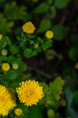 Vertical floral background. Small yellow chrysanthemums on a dark background of flowers.