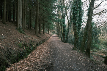 Cornish woodland cornwall england uk 