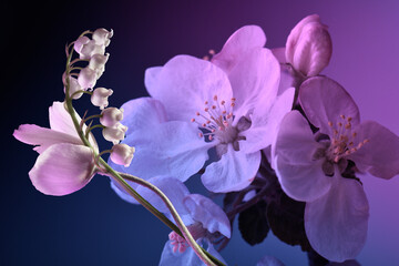 Fototapeta na wymiar apple blossom close-up, blue and purple colors, studio shot.