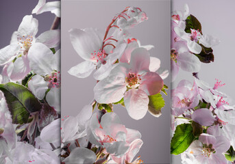 apple flowers on a gray background, three images, tribtych.